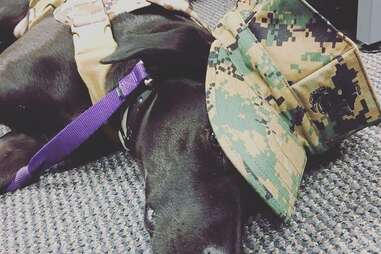 black labrador veteran assistance dog