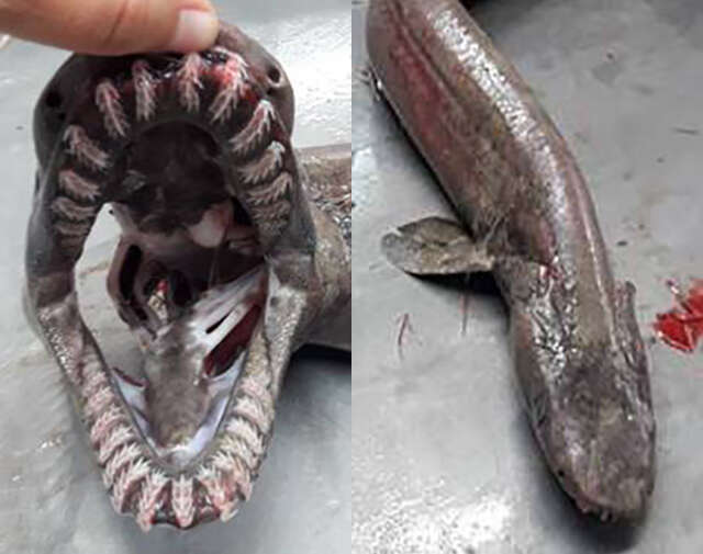 Prehistoric Rare Frilled Shark Caught Off Coast In Portugal Thrillist