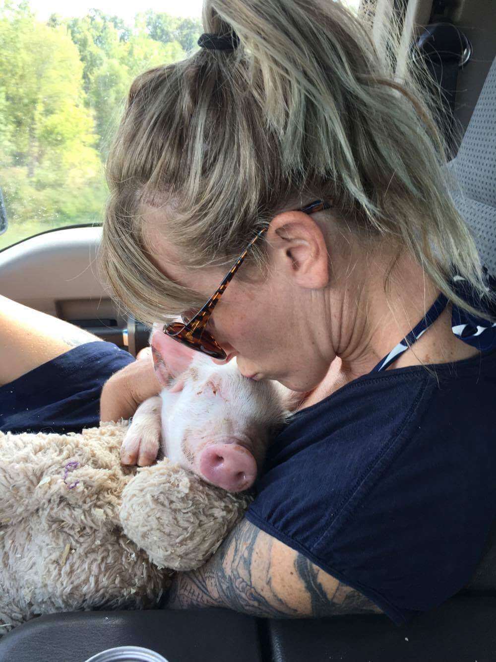 pig rescue Iowa