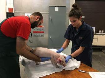 pig rescue vet