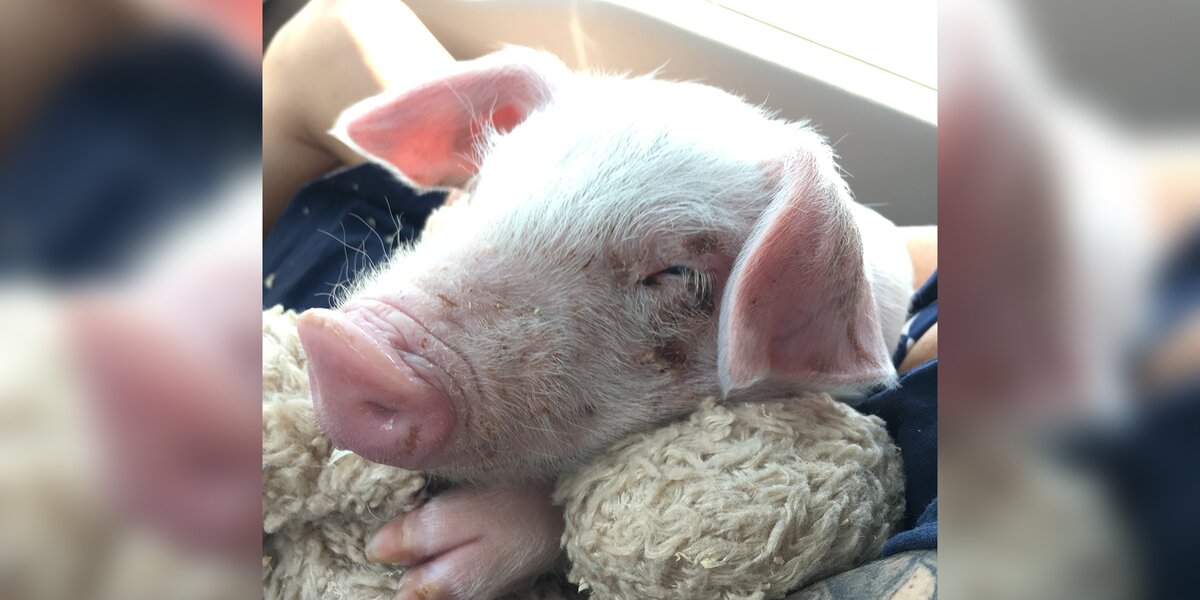 Piglet Found On Side Of Interstate Rescued By Iowa Farm Sanctuary - The ...