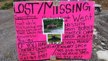 Lost dog sign on posterboard