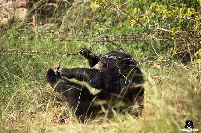 Sloth bear trapped in poacher's trap