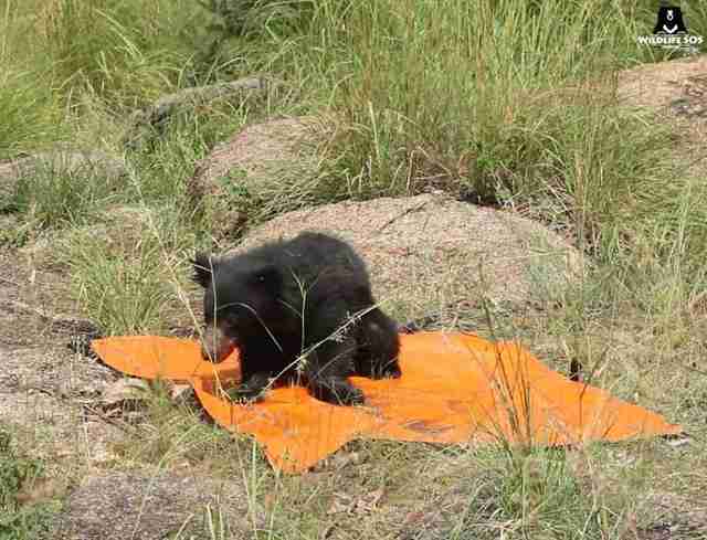 Baby sloth bear after being treated