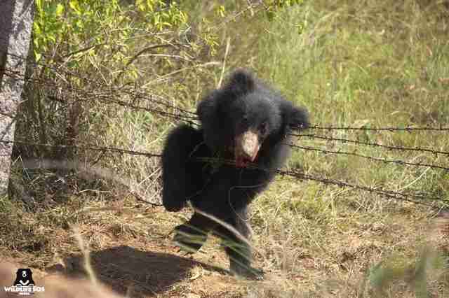 Baby sloth bear caught in snare