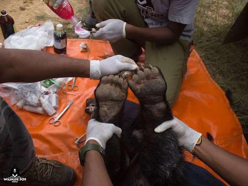 Rescuers holding up the injured paws of a rescued cloth bear
