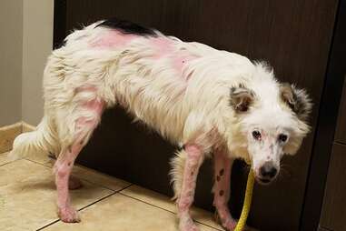 ZIB the border collie with a sunburn and mange