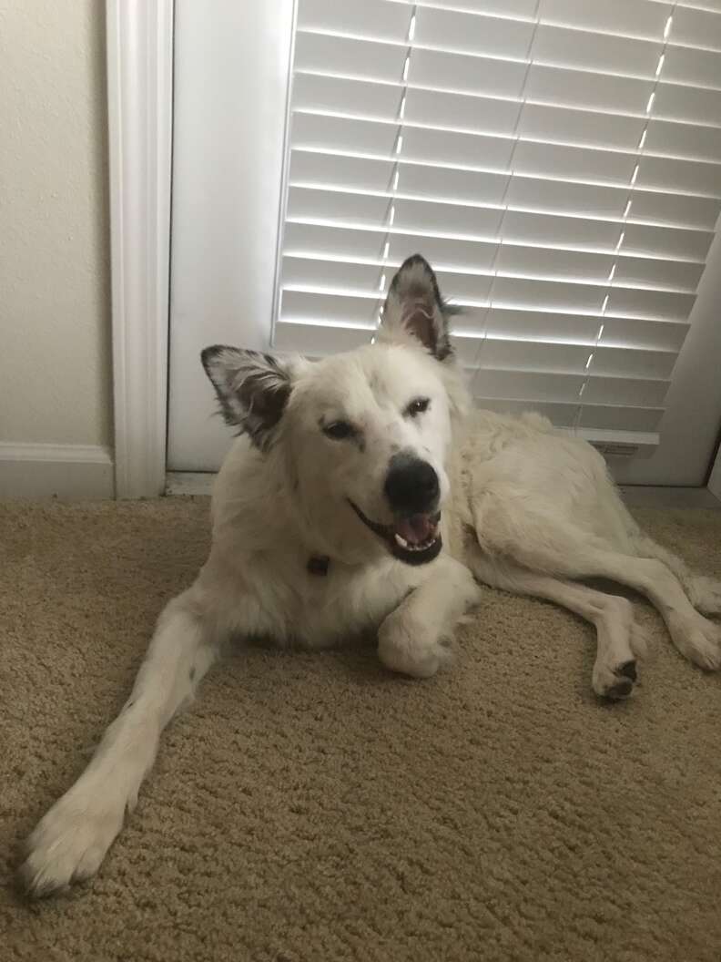 ZIB relaxing on the carpet