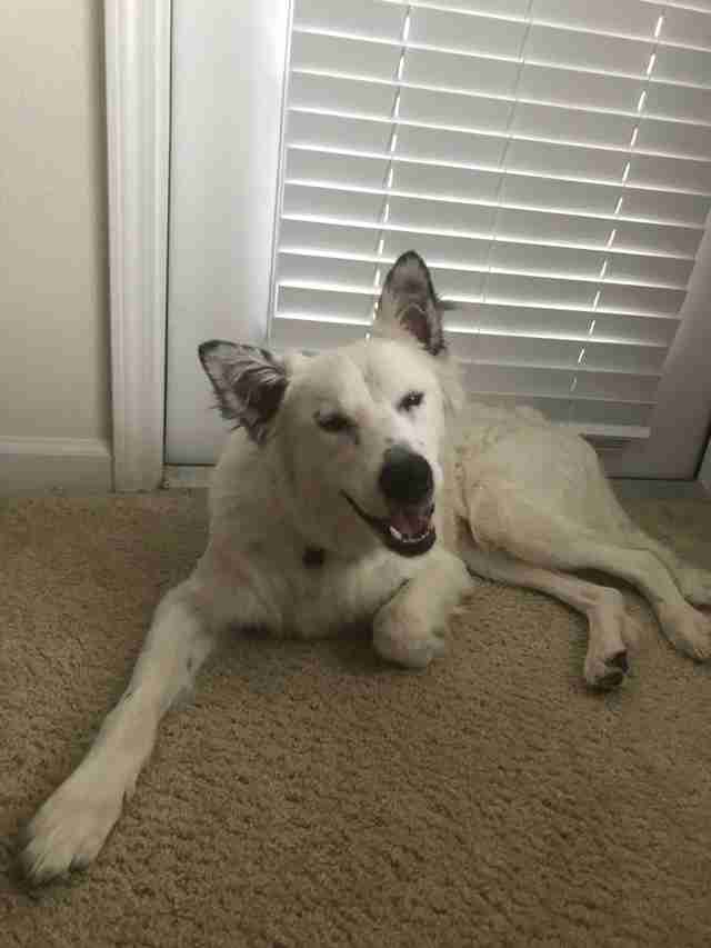 ZIB relaxing on the carpet