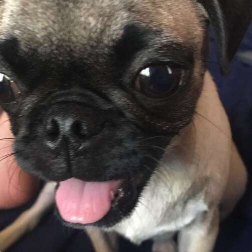 do all pugs have down syndrome
