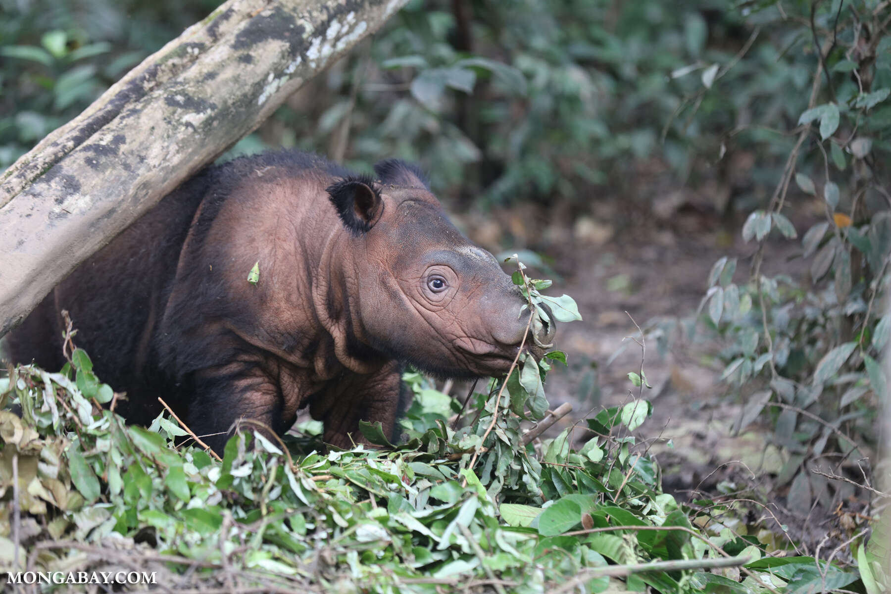 Critically endangered Sumatran rhino