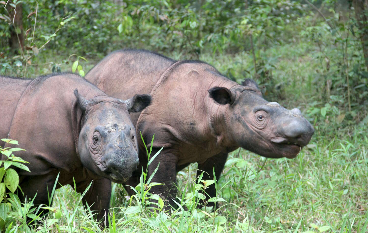 Critically endangered Sumatran rhinos