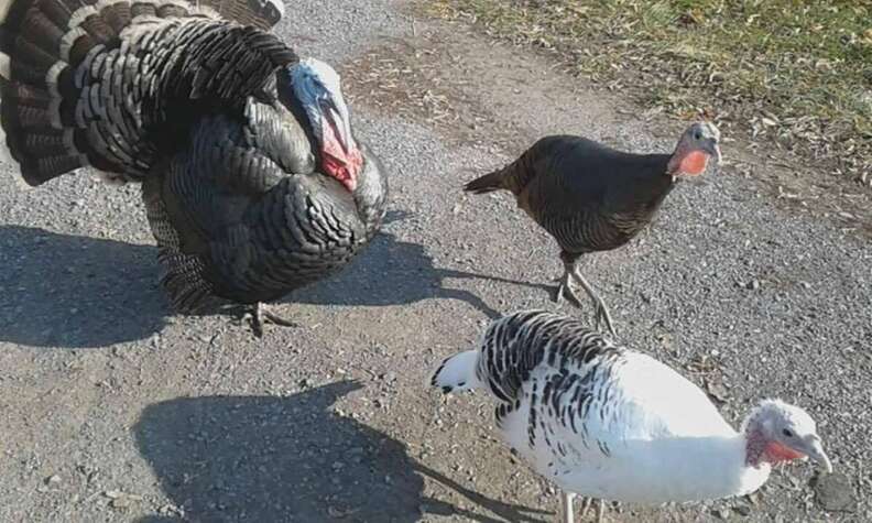 Rescued turkeys at sanctuary