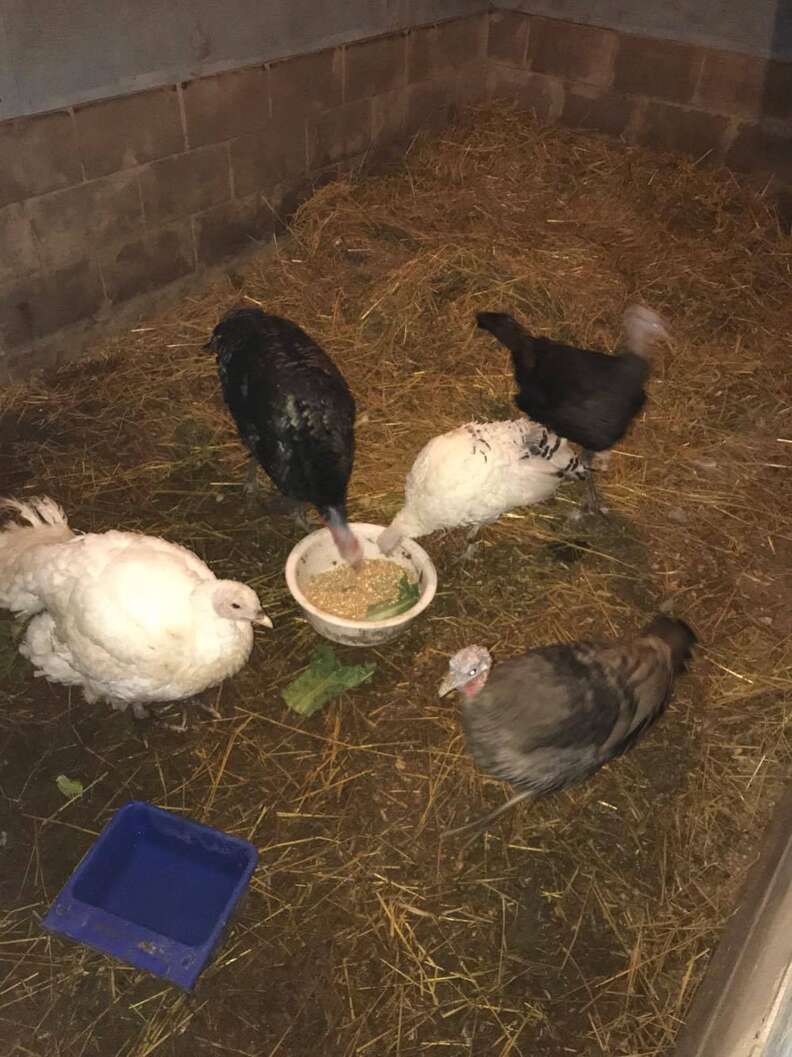 Rescued turkeys arrive at sanctuary in Ontario, Canada