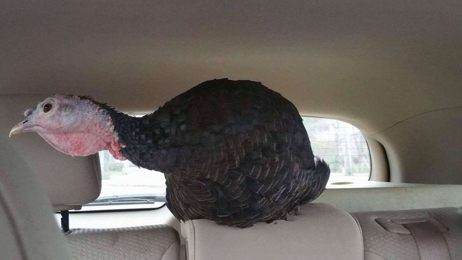 Turkey Ride Umu Turkey Rides Up Front In Car With Her Rescuer - The Dodo