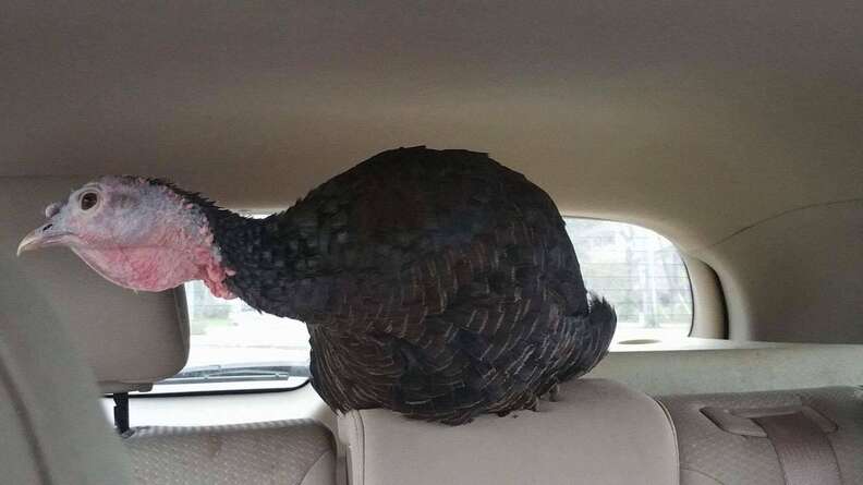Rescued turkey on car ride