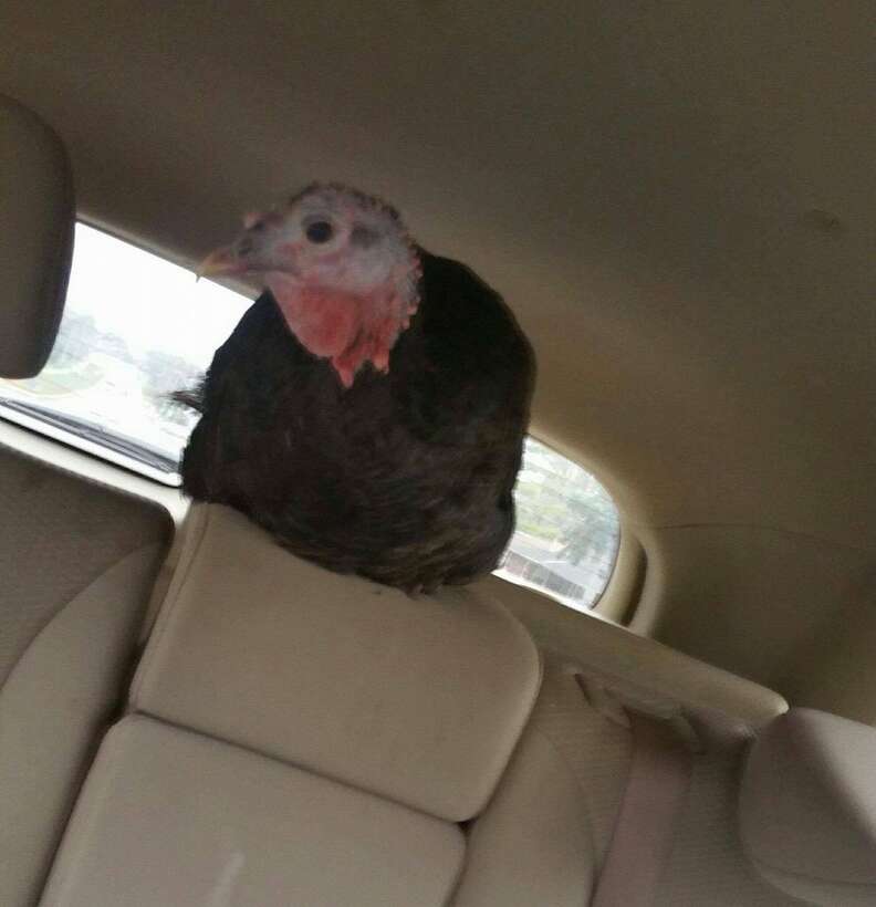 Rescued turkey on car ride