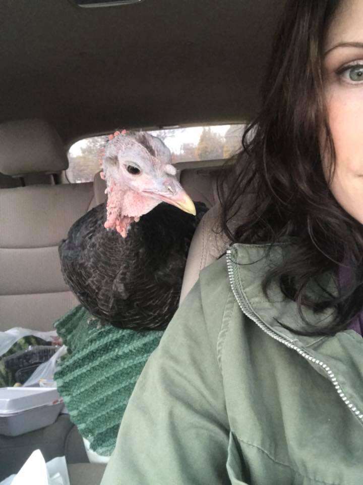 Rescued turkey on car ride