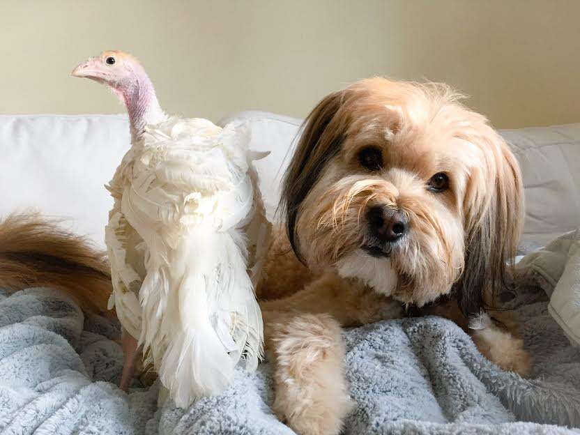 Dog Is Obsessed With His New Rescue Turkey - The Dodo