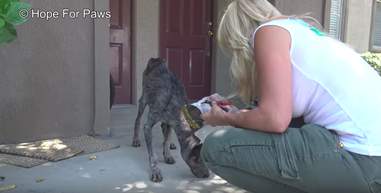 starving dog found