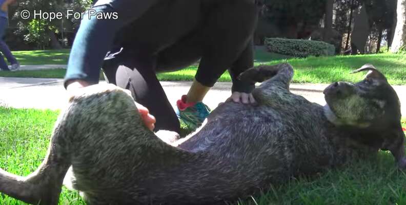 starving dog found