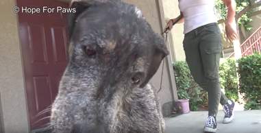 starving dog found