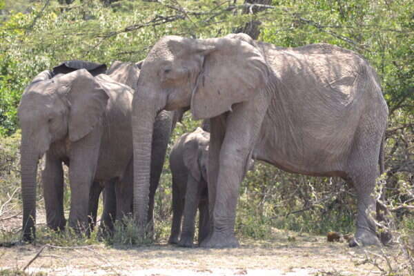 Elephant family in Kenya