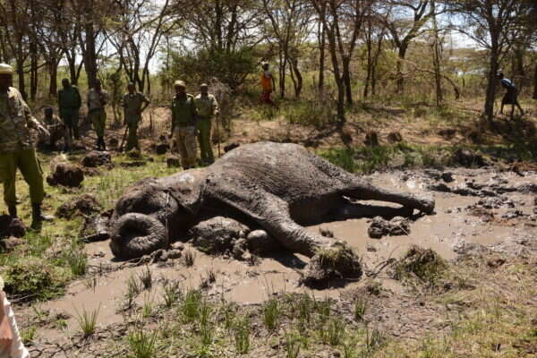 Injured elephant lying in mud hole