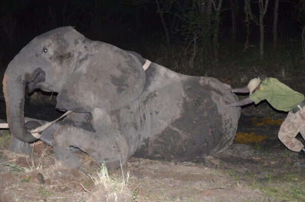 Man trying to push injured elephant out of the mud