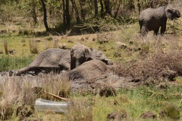 Elephant lying next to his dying mother in muddy water hole