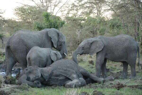 Elephant calves touching their dying mother with their trunks