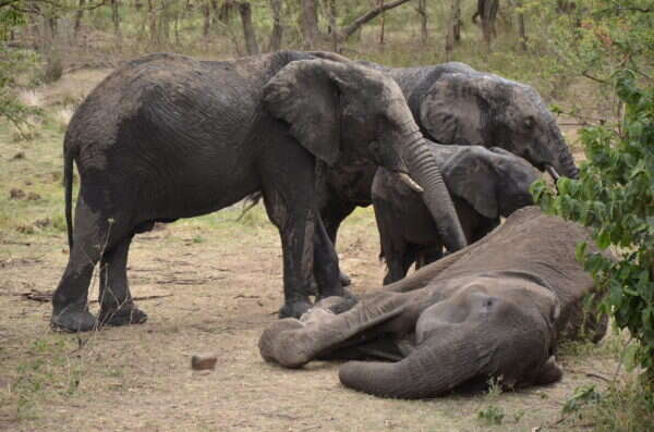 Elephants touching the dead body of their dying mother