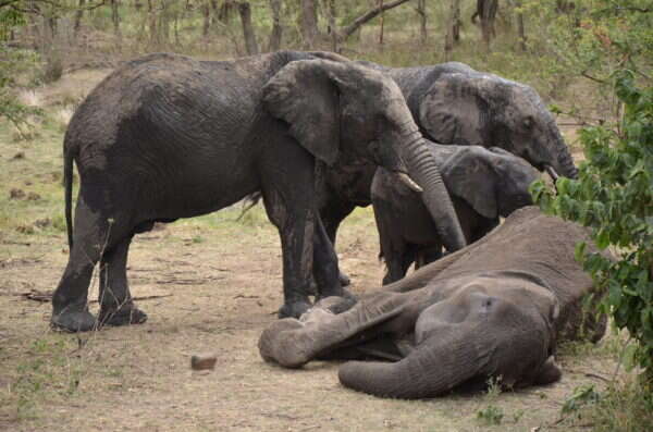 Elephants Touching The Dead Body Of Their Dying Mother