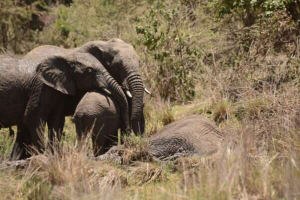 Older elephant hugging a smaller elephant with their trunks