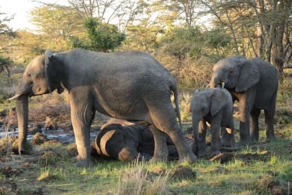 Elephant herd comforting each other as their mother dies