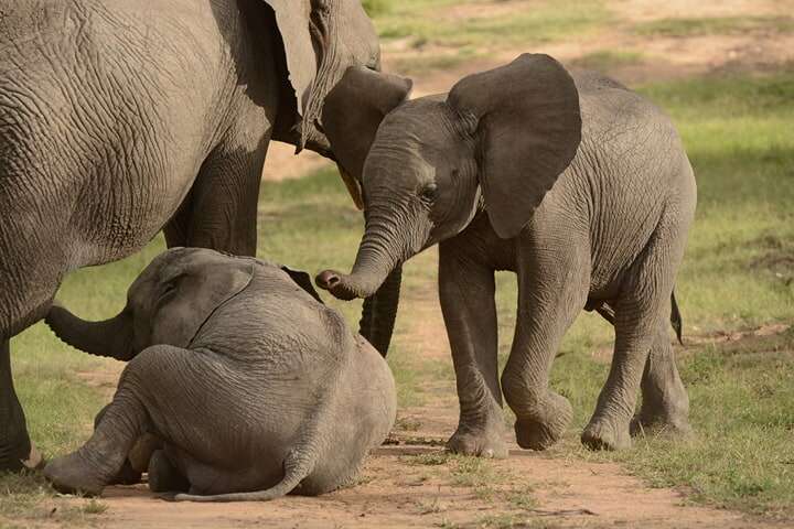 Baby elephants playing together