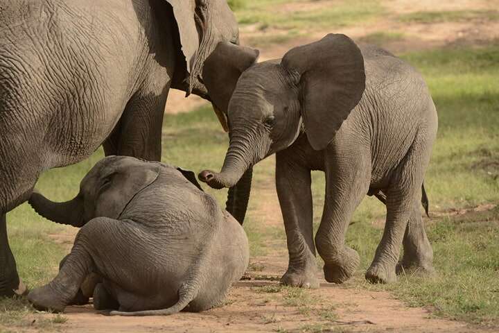 Baby Elephants Playing Together