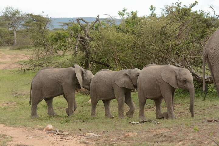 Baby elephants walking in line together