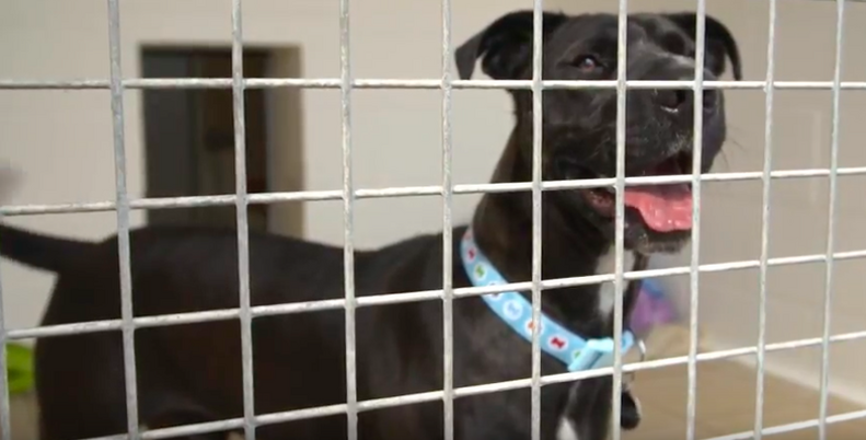 Shelter Dog Has Been Waiting For A Home For 400 Days - The Dodo