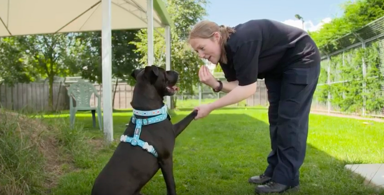 Shelter Dog Has Been Waiting For A Home For 400 Days - The Dodo