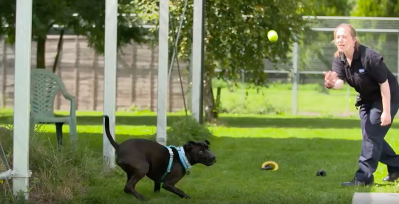 Shelter Dog Has Been Waiting For A Home For 400 Days - The Dodo