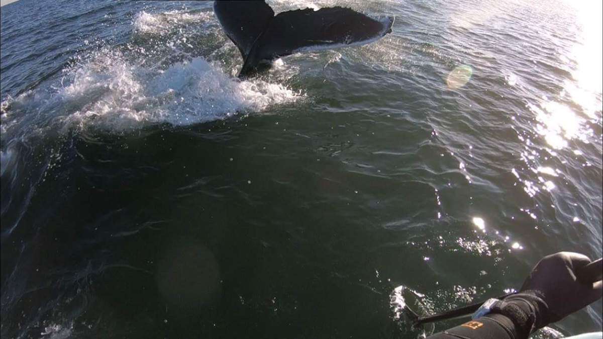 humpback whale jersey shore