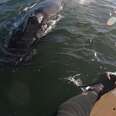 Paddleboarder Gets Special Visit From Giant, Curious Whale