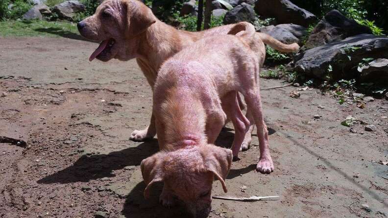 Stray puppies with mange