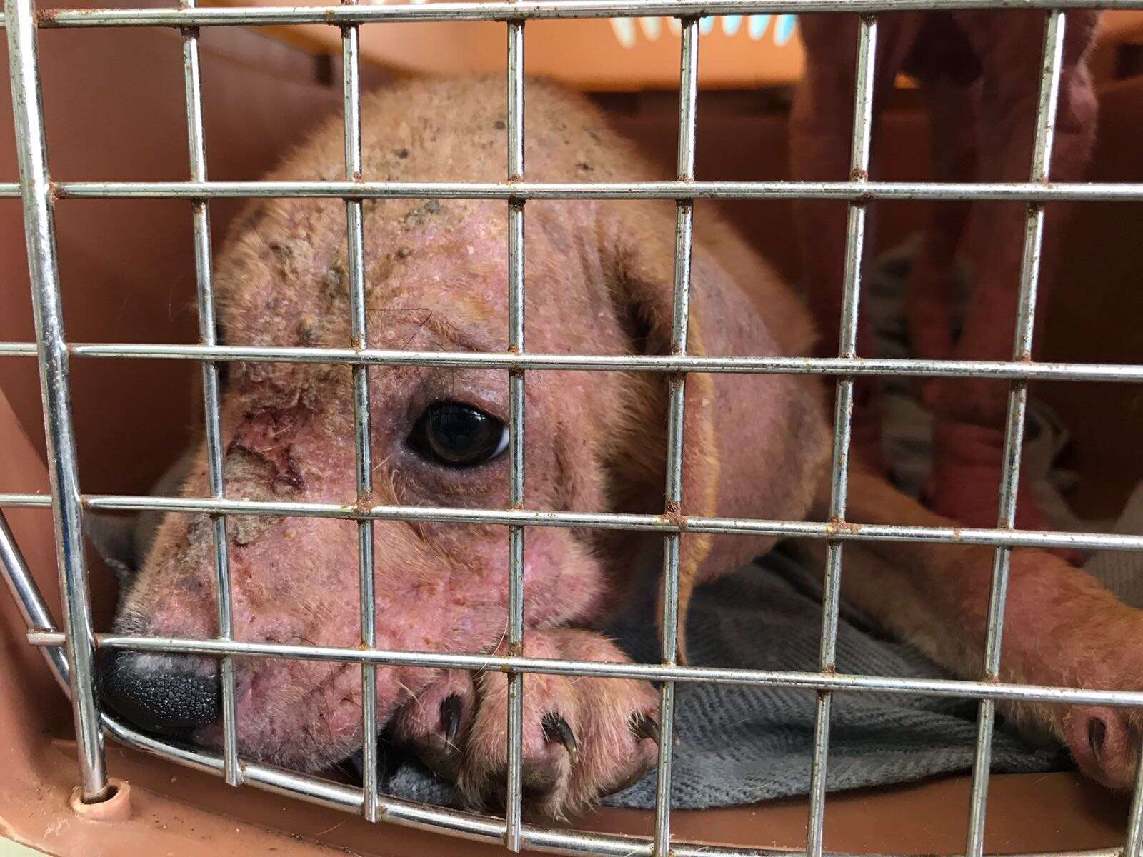 Sad looking puppy with bad mange inside traveling kennel