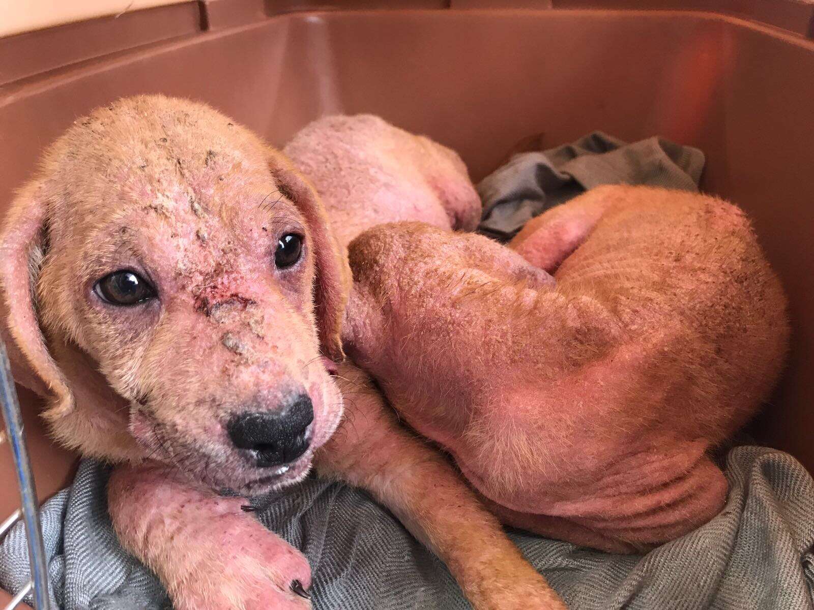 Sick puppies with mange inside kennel