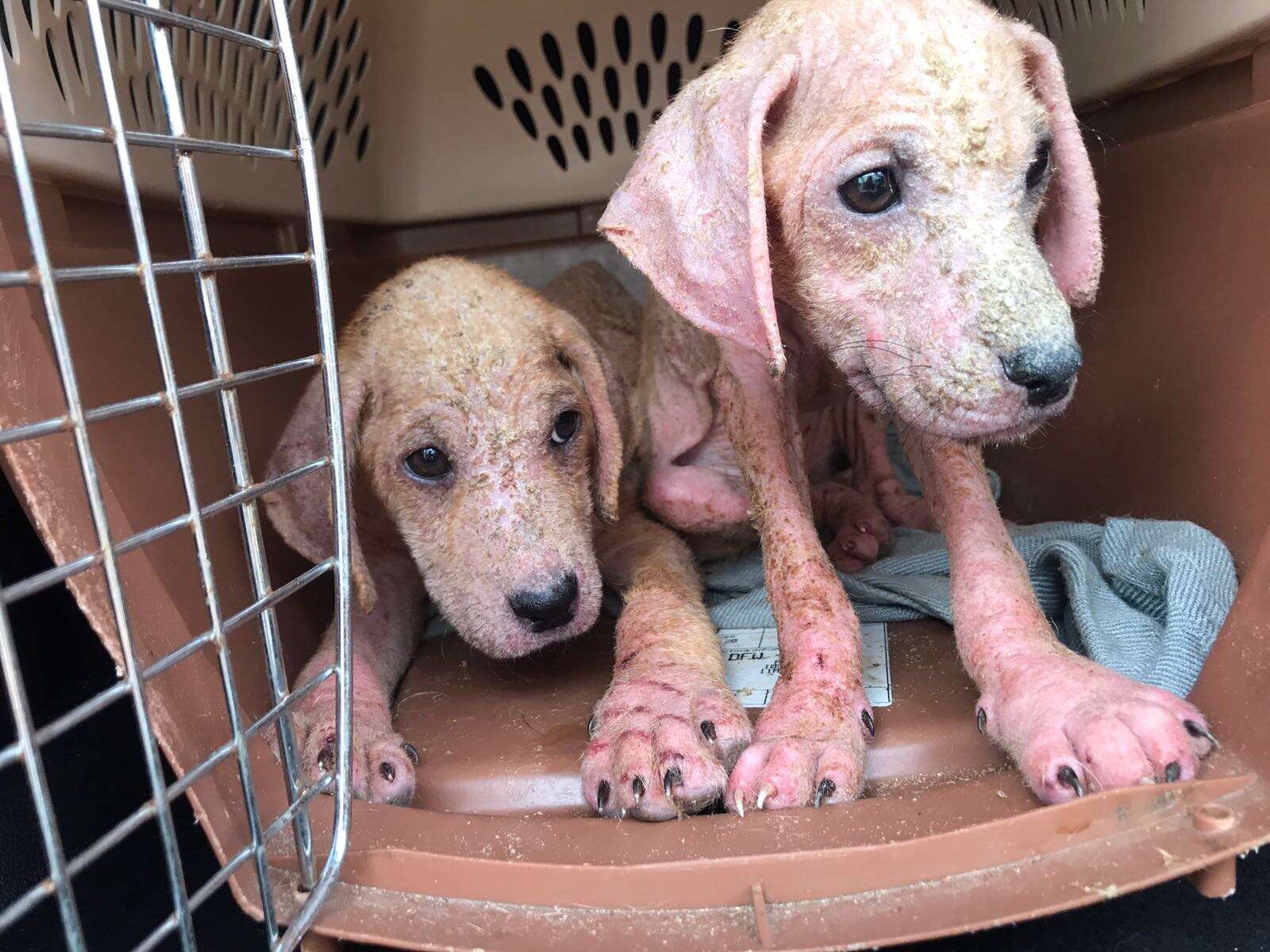 Sick puppies with bad case of mange inside kennel