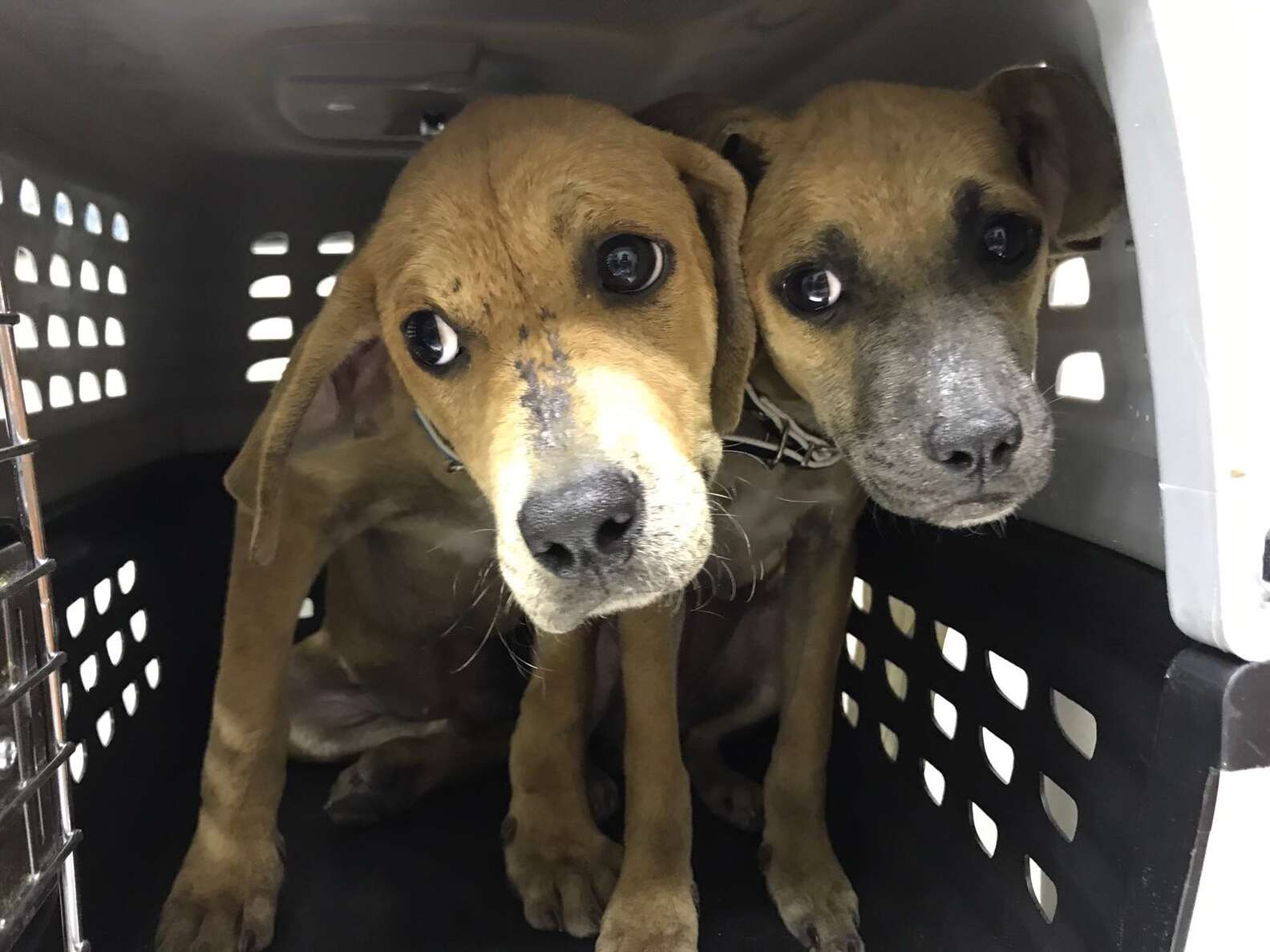 Bonded Puppies Rescued In Puerto Rico Find Home Together - The Dodo