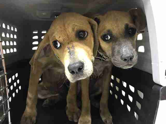 Bonded Puppies Rescued In Puerto Rico Find Home Together The Dodo