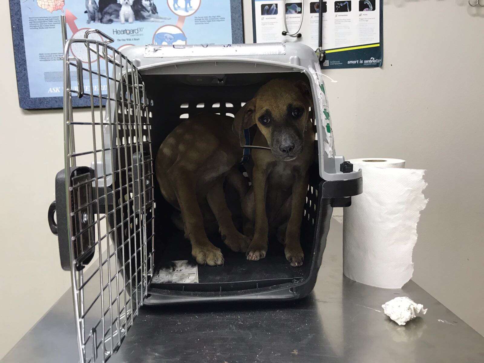 Timid puppies inside travel crate